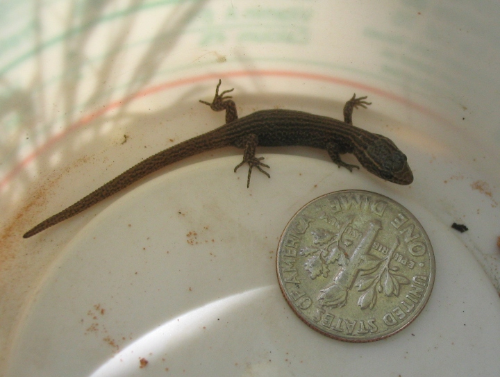 Baby Desert Night Lizard